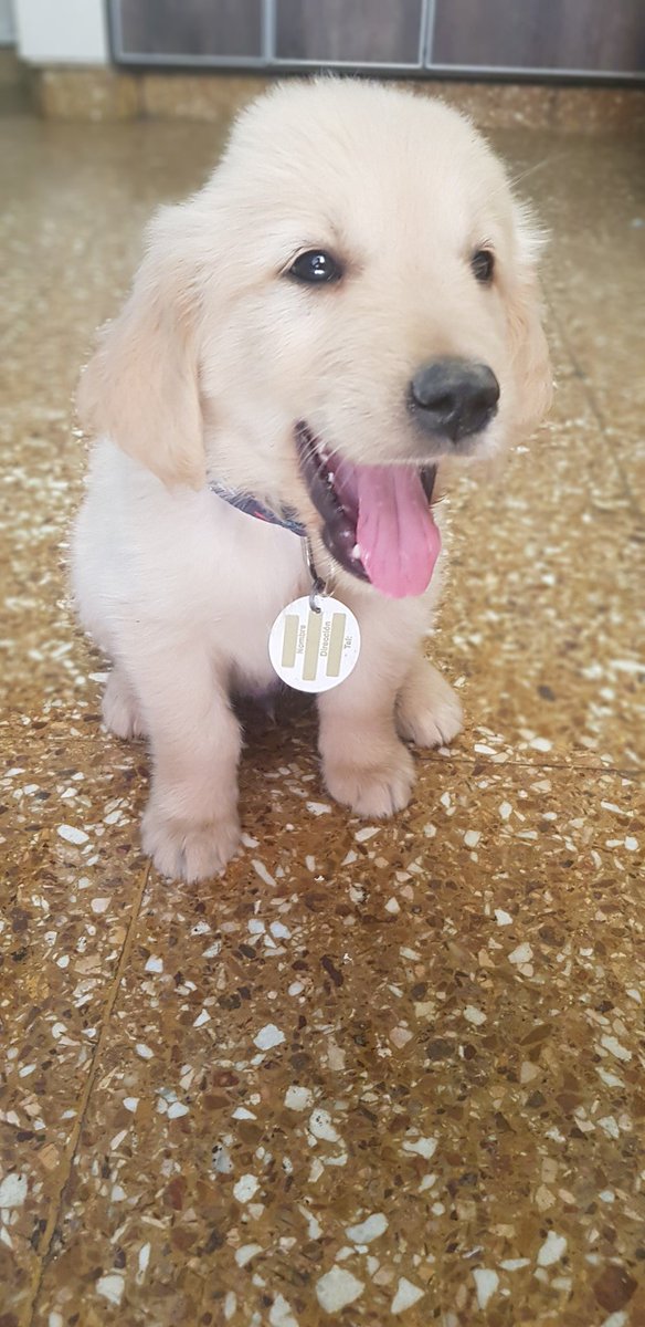 CamarasaFede's tweet photo. Mi peluchito mas hermoso ❤😍😍😍 #kolson #goldenretriever #love https://t.co/5aZWCQxubN