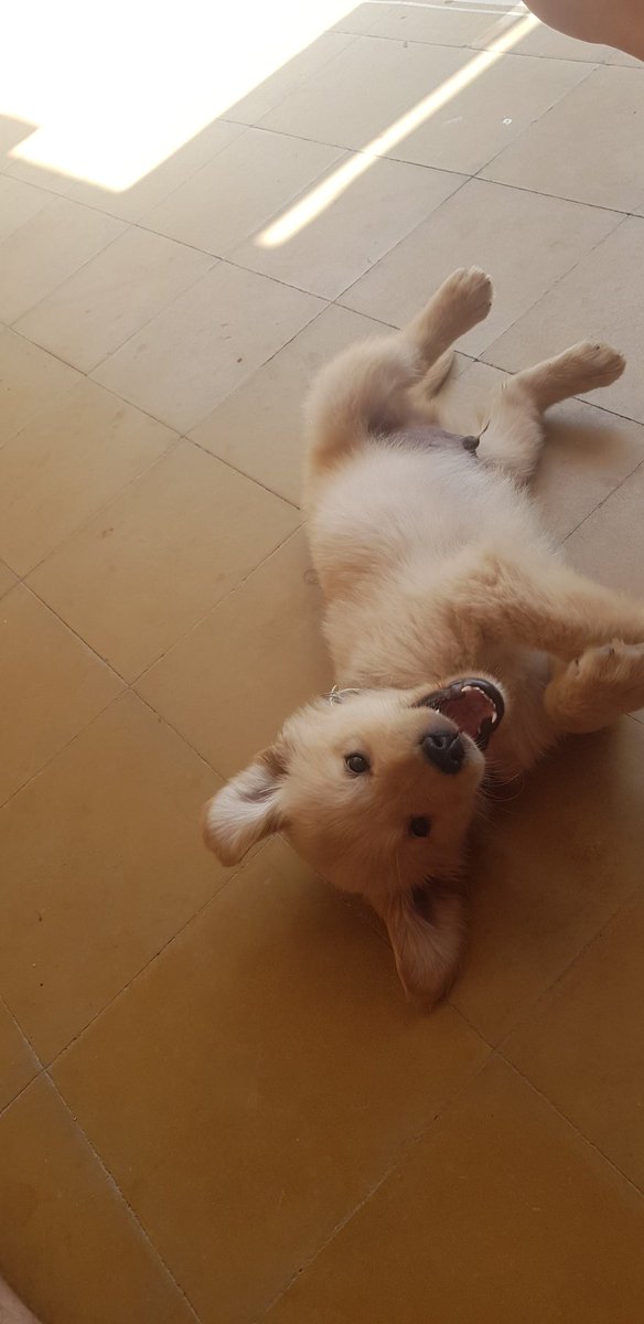 CamarasaFede's tweet photo. Mi peluchito mas hermoso ❤😍😍😍 #kolson #goldenretriever #love https://t.co/5aZWCQxubN