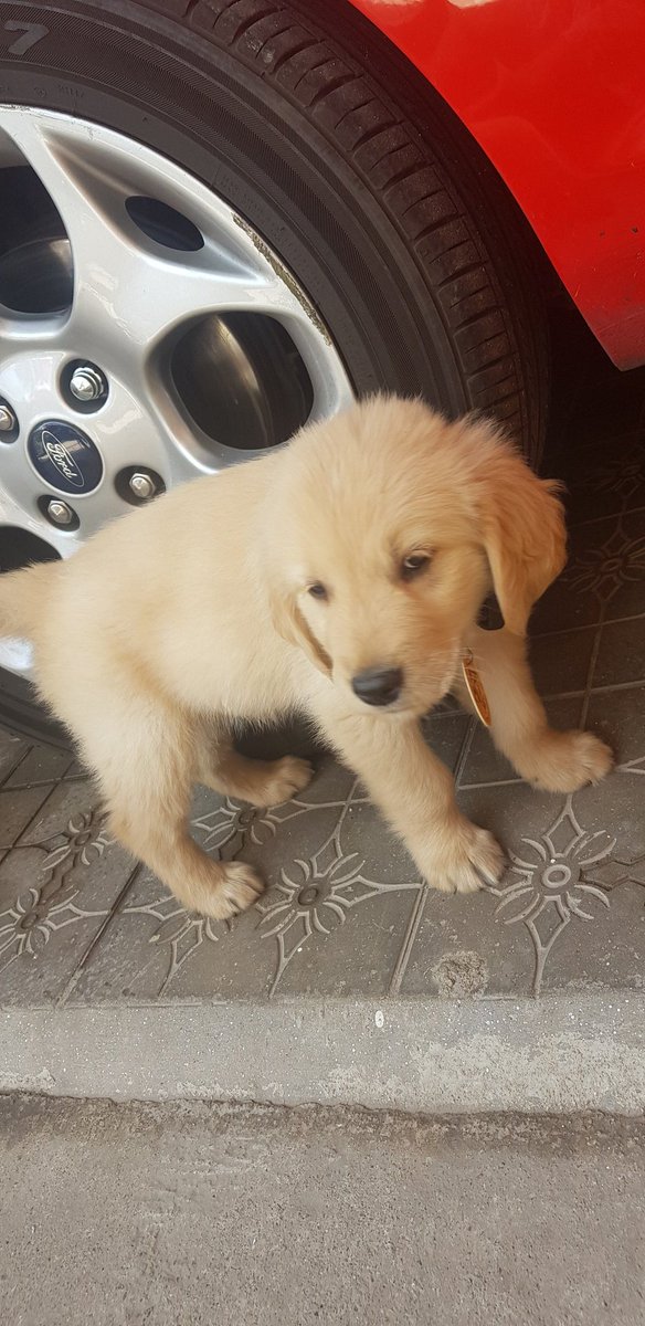 CamarasaFede's tweet photo. Mi peluchito mas hermoso ❤😍😍😍 #kolson #goldenretriever #love https://t.co/5aZWCQxubN