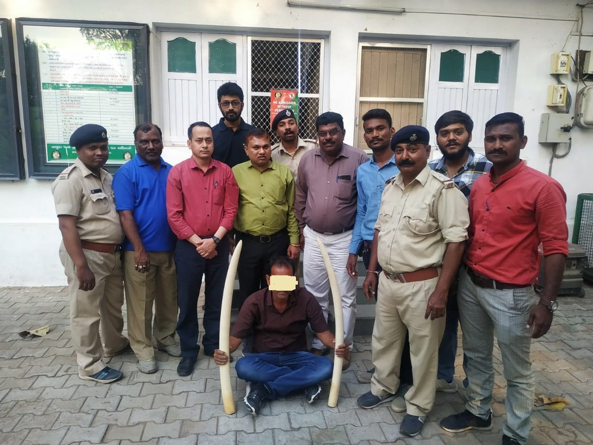 One arrested with two Elephant tusks in Vadodara