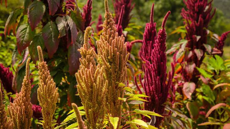 Violeta_242425's tweet photo. La flor del amaranto, con sus colores rojo vino, verde o rosa salmón, es muy hermosa y sirve como ornamento en macetas, jardineras y parques, y puede venderse a buen precio para utilizarse como ofrenda el Día de Muertos.
#GastronomiaCUC #TurismoUDG https://t.co/Q0WpEp6CyS