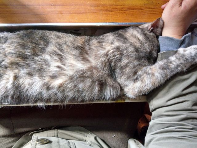 作業机の引き出しの中で眠りながら、右手(利き手)を人質に取る猫。
なにもできない? 