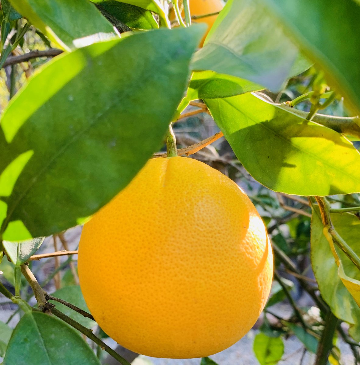 DRodriguesHealy's tweet image. Stay healthy everyone! Here we come, Austin!!! #EmployeeExperience #EasyforEmployees #MakingWorkLifeAsGreatAsRealLife