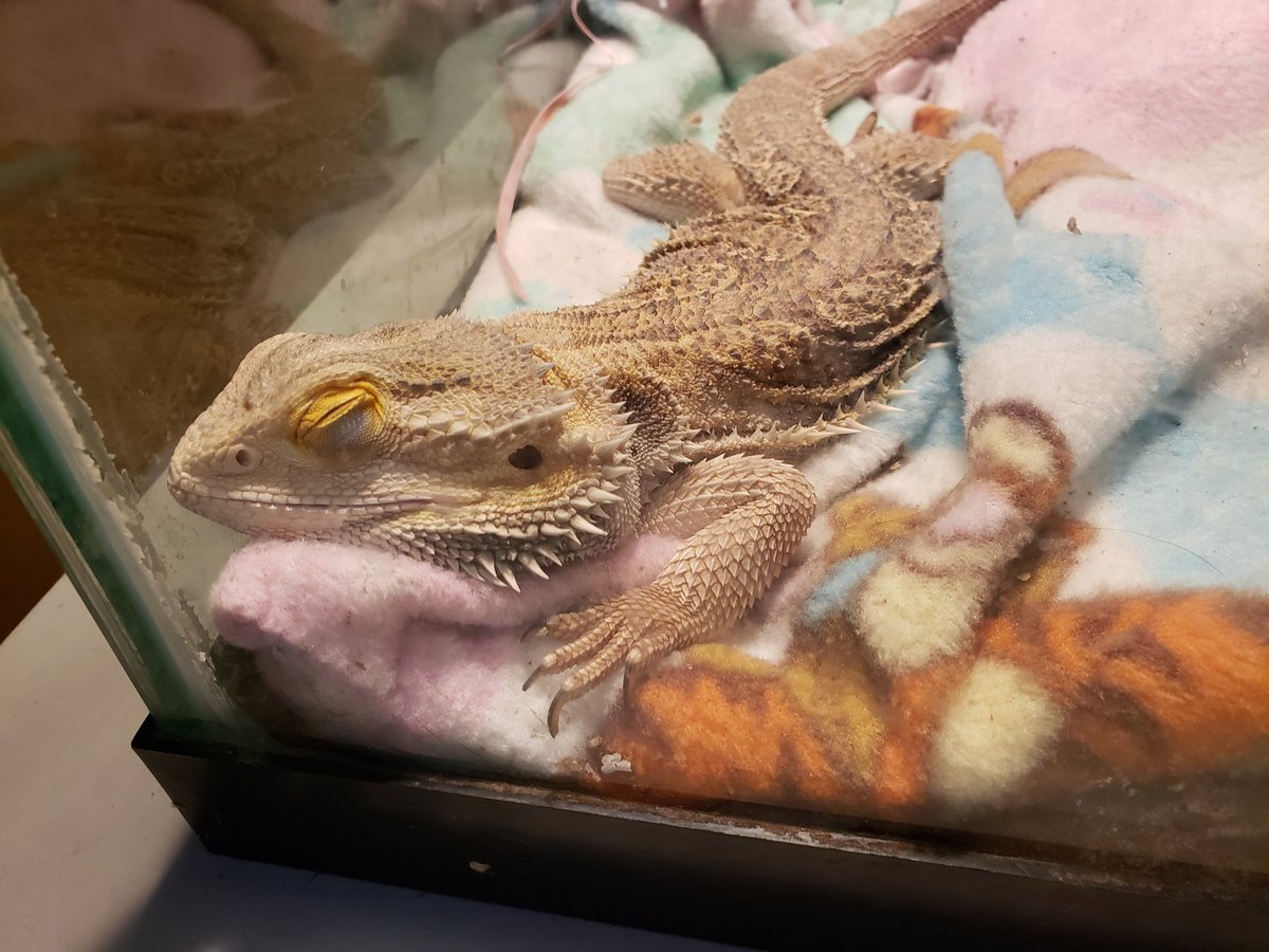 AshleyJMason's tweet photo. I'm not sure which is more adorable, my sleeping guy, or my sleeping dragon.  #beardies https://t.co/VrJWKixMmS