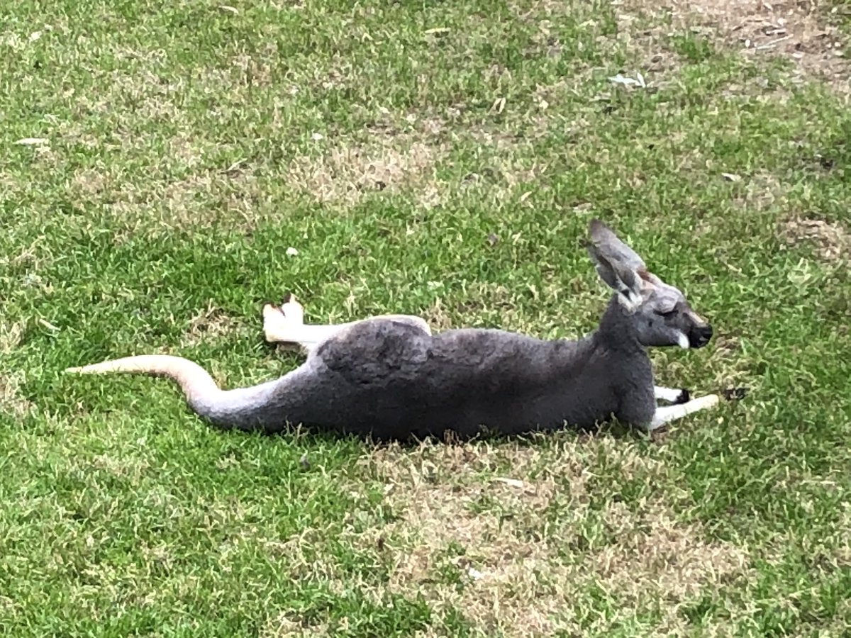 Catherine Sentell tweet media