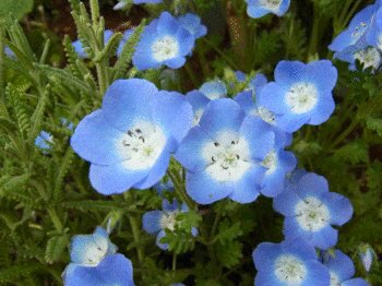 もも おはようございます 3 2誕生花 ネモフィラ 花言葉 どこでも成功 別名ルリ唐草 ネモフィラという女性に一人の男が恋をし 彼はこの恋が叶うなら死んでもいいと祈ります 念願叶い二人は結婚しましたが 神は結婚式の夜に彼を連れて行きました 神