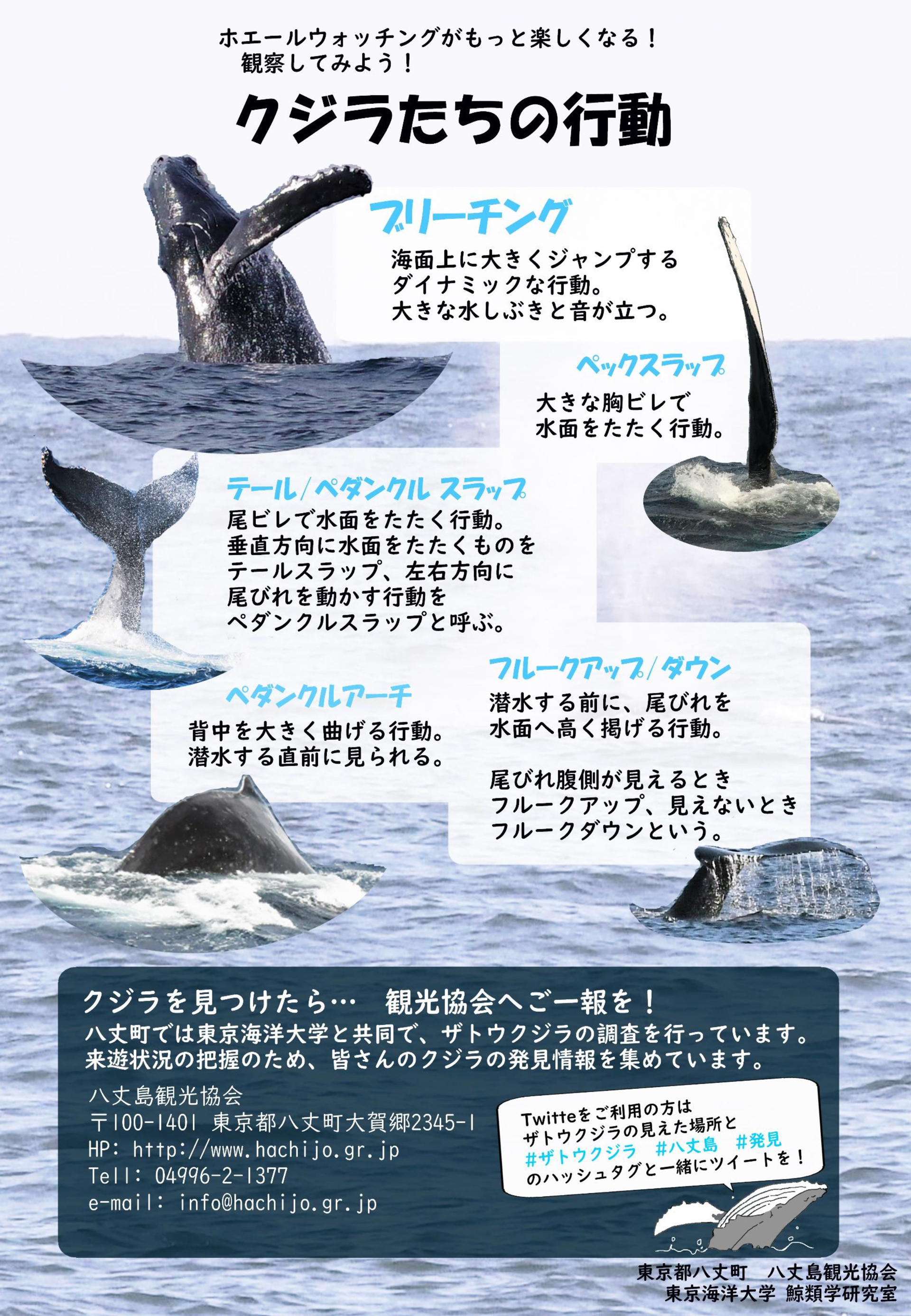 八丈島観光協会 八丈島クジラ目撃情報 3月2日 6 56頃 大賀郷地区小島の小地根の南東側に１群５頭のブロー 大賀郷地区南原沖に2群2頭のブロー 7 00頃 大賀郷地区南原沖に1群一頭のブリーチング 八丈島 ザトウクジラ 発見 目撃情報 T Co