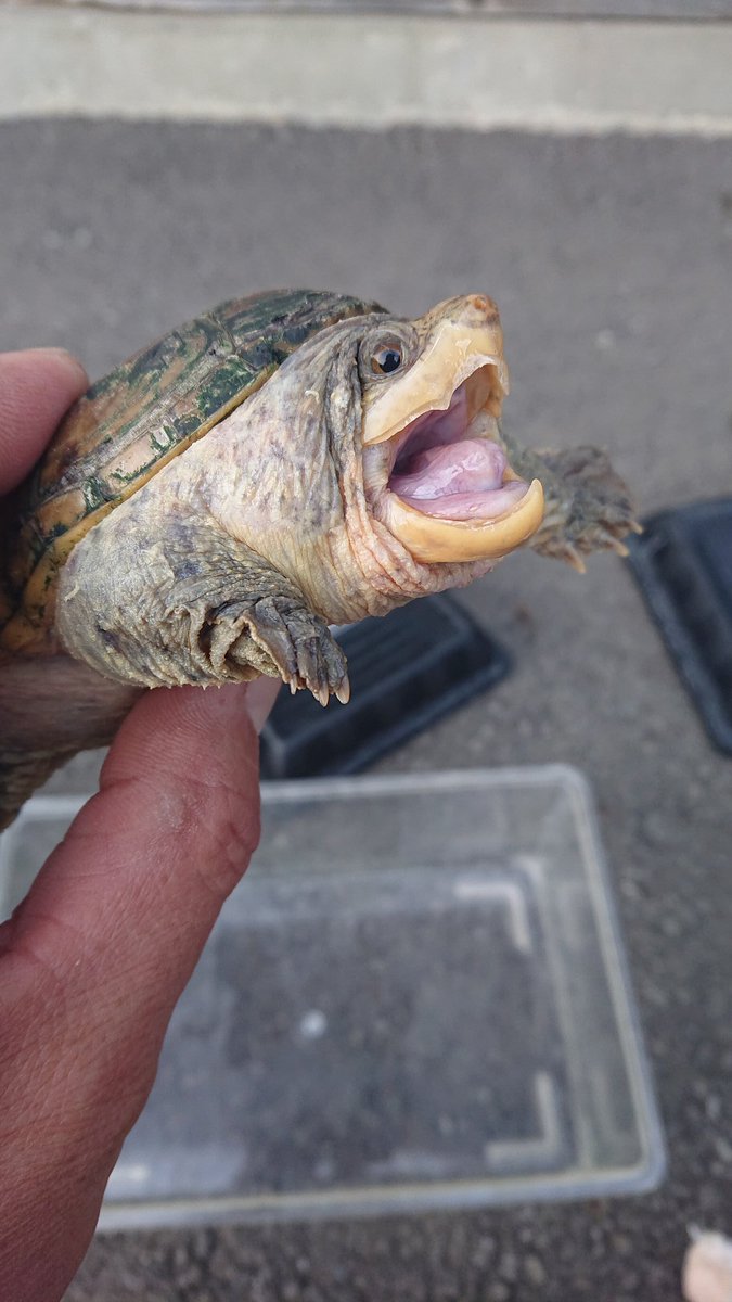 ハニカミ坊や ハラガケガメcb個体です 飼育しているハラガケガメ のうち 唯一のメス 個体です 甲羅も綺麗ではないけど自分に初めてハラガケの飼育をさせてくれたハラガケでもあります 12月 1月には餌の食いもそれほど良くはなかったのですが2月に入り餌 ハニカミ坊や ハラガケガメcb個体です 飼育しているハラガケガメ のうち 唯一のメス 個体です 甲羅も綺麗ではないけど自分に初めてハラガケの飼育をさせてくれたハラガケでもあります 12月 1月には餌の食いもそれほど良くはなかったのですが2月に入り餌