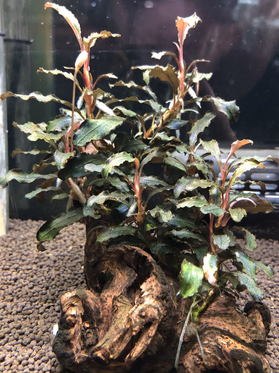 zero_squad02's tweet image. ラリーは残念でしたがせっかくなので
奈良・京都・大阪のローキーズ巡り😄
ほんの少し戦利品も👍

年末ぶりの方やたくさんの人に会えて、関西圏いい思い出ばかり♫

2日間お会いした方々ありがとうございました。また行きます！！