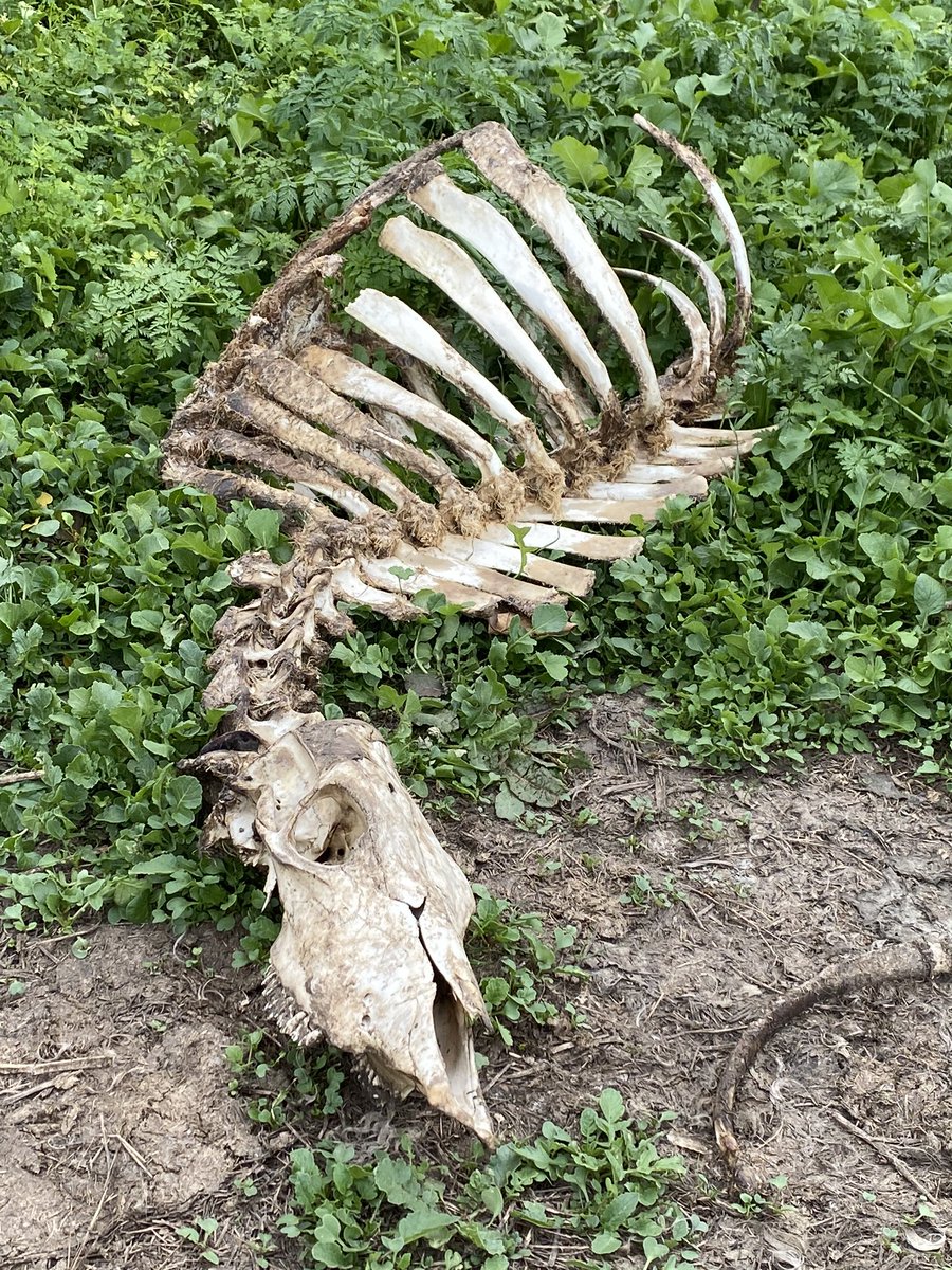 CharP_RN's tweet photo. Took a much needed hike this morning! @SCCParks #PixInParks trail at #EdRLevin County Park didn’t disappoint! The 1st two miles were a doozy but I made it! Great view of the valley & lots of 🐮! I even found this carcass of a cow! Only 2 more left! ⛰🏃🏻♀️🐂🐄 Hike 5/7 https://t.co/QoiPNamIDd