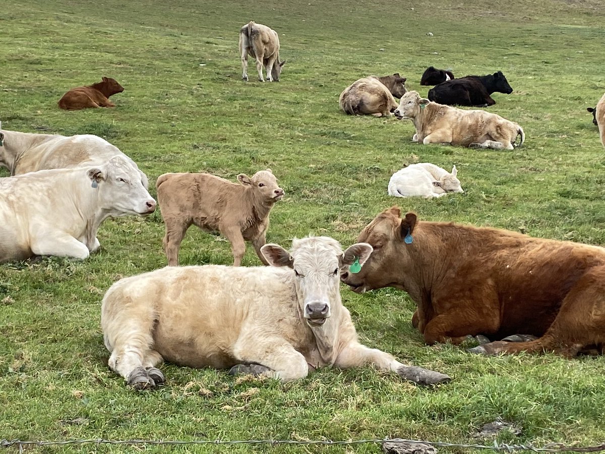 CharP_RN's tweet photo. Took a much needed hike this morning! @SCCParks #PixInParks trail at #EdRLevin County Park didn’t disappoint! The 1st two miles were a doozy but I made it! Great view of the valley & lots of 🐮! I even found this carcass of a cow! Only 2 more left! ⛰🏃🏻♀️🐂🐄 Hike 5/7 https://t.co/QoiPNamIDd