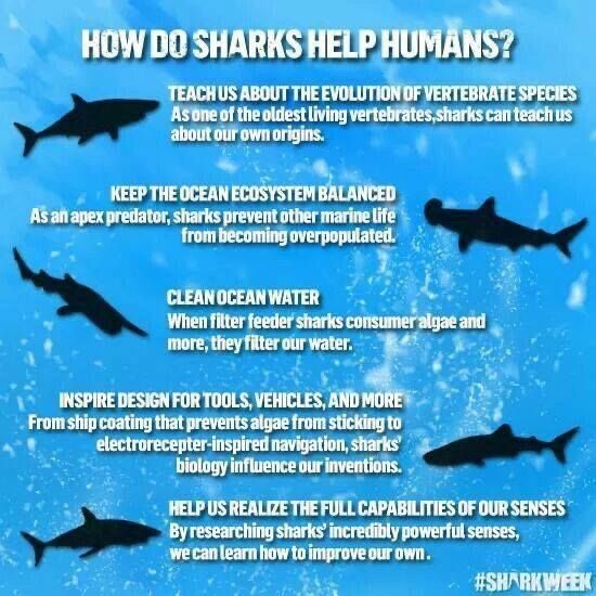 SeacoastScuba's tweet photo. The more you know about #sharks, the less intimidating they become. Powerful, graceful, majestic, inspiring, thrilling, beautiful. #whyidive 🦈🥰

#SeacoastScuba #LiveLoveDive #sharkdiver #oceanside #scuba #scubadiving #seacoastnh #nhseacoast #learntodive https://t.co/WvfTbXuaon