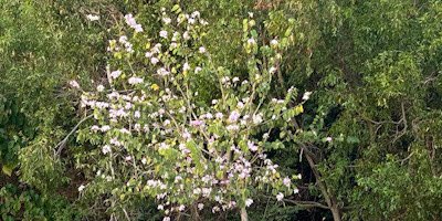 selectionhh's tweet image. Spring is in the air in Hong Kong. Hopefully, the Coronavirus won’t like it, and our life will turn back to normal #coronavirus #COVID2019 #hongkong #springblossoms #springblossom