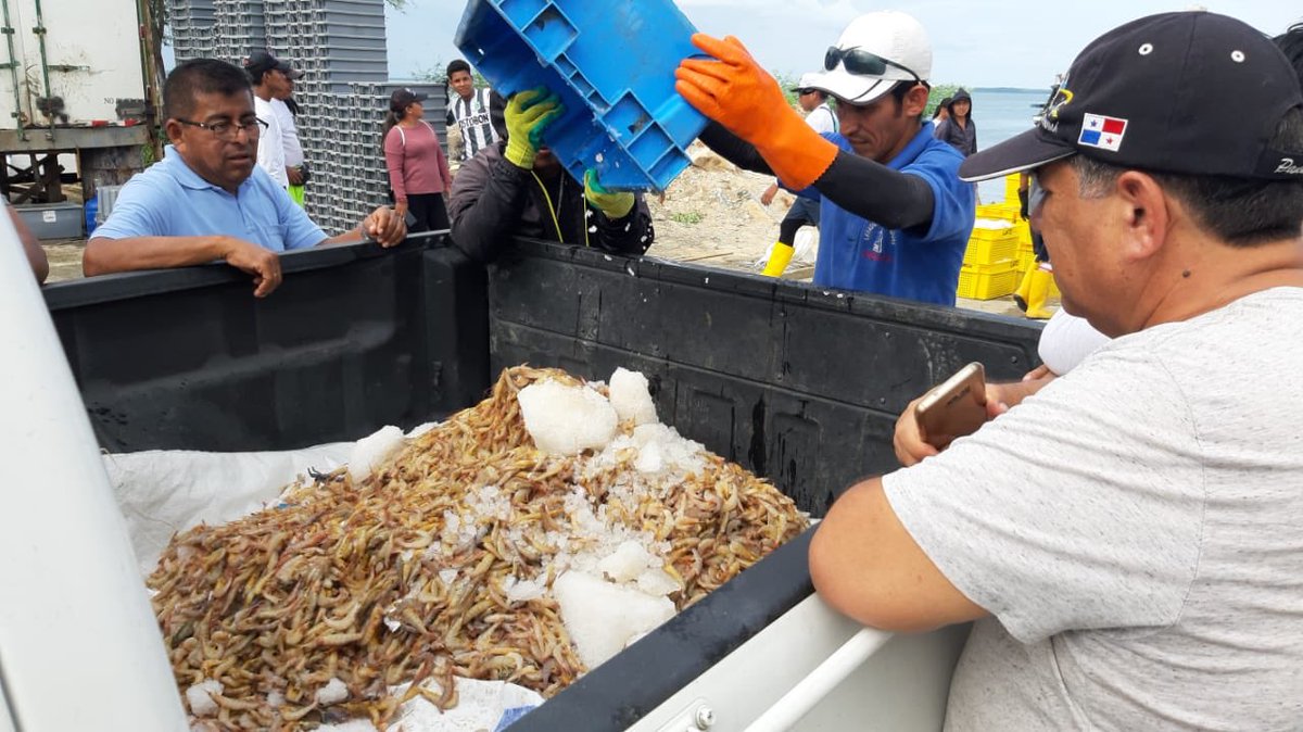 BernardoHidalgB's tweet photo. MPCEIP | La #SRP continua ejecutando el control de la actividad pesquera, en #Posorja se decomisa recurso camarón pomada (Protrachypene precipua) proveniente de embarcaciones con artes de pesca no autorizados, comúnmente denominados changas #controlpesquero #pescaresponsable https://t.co/mCypLVGMB6