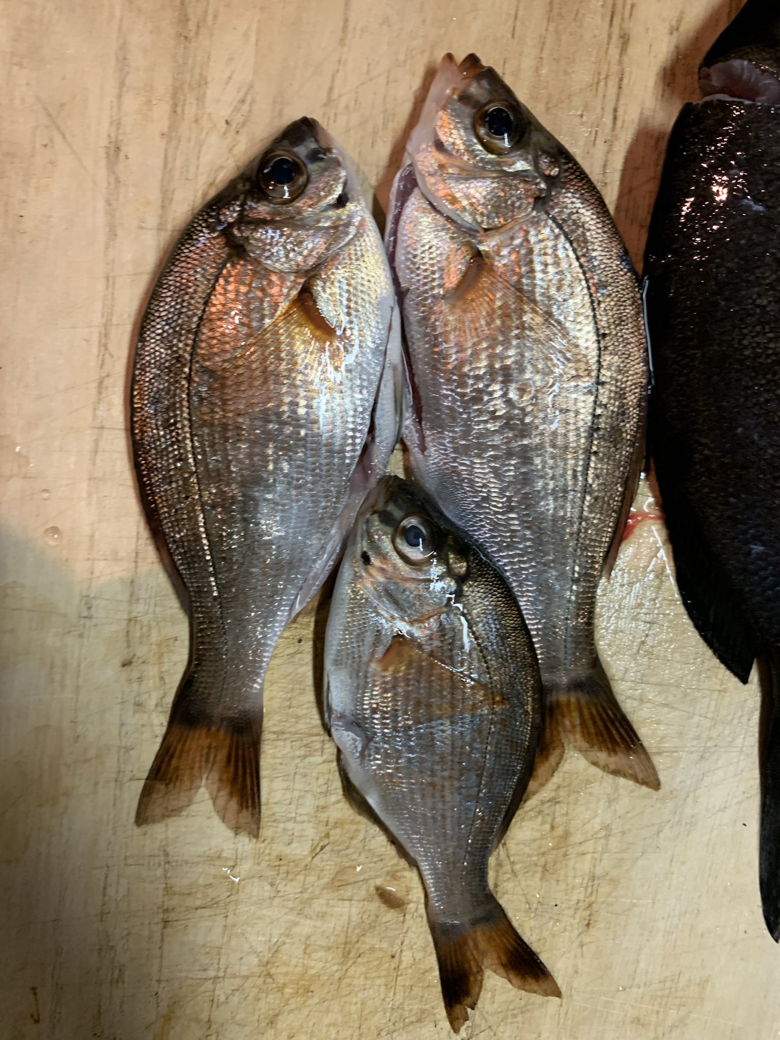 ホワイトベース公式 この魚は海タナゴでいいんすかね T Co Bo0hjcbmgj Twitter