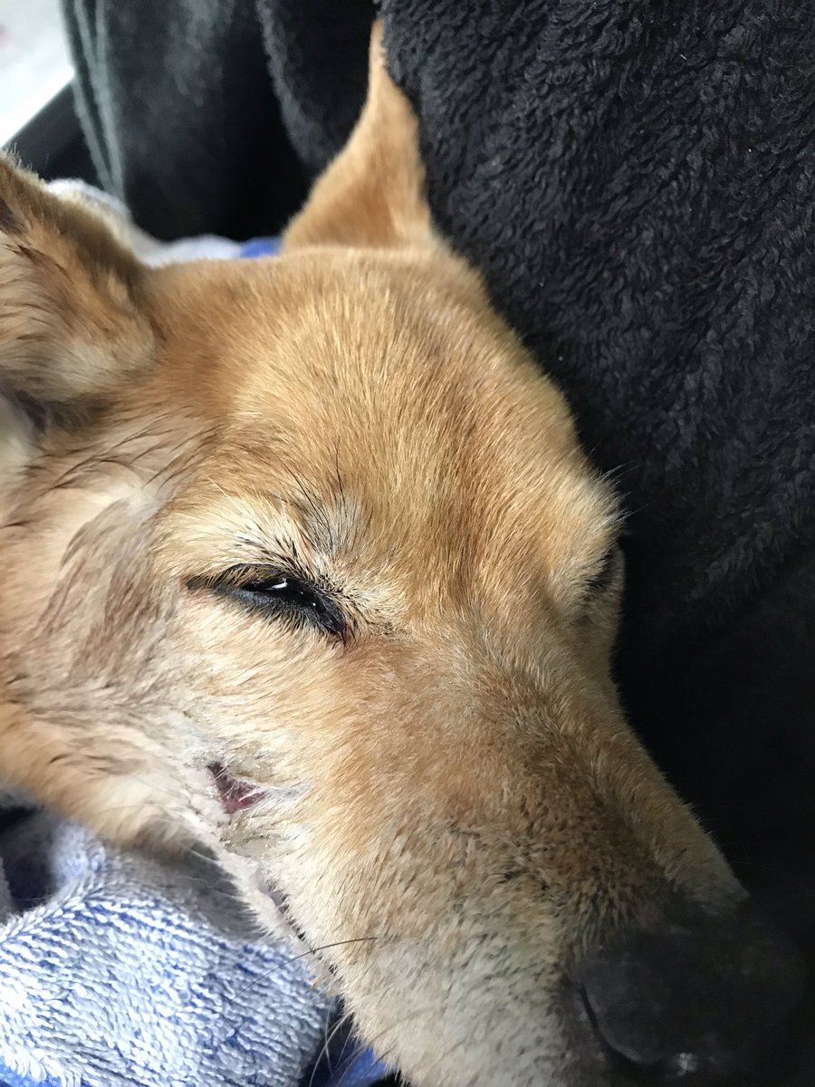 741dZzuGnbc5Mj3's tweet photo. 稲築市役所の近くで轢かれてた
柴犬のメスを病院に連れて行き、今
保護してます。まだ頑張って生きてます。心当たりがあったり、見たことがあれば連絡ください。
飼い主の方に届くように
拡散お願いします。 https://t.co/AUBFfYqj5i