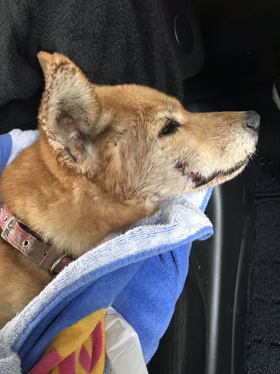 741dZzuGnbc5Mj3's tweet photo. 稲築市役所の近くで轢かれてた
柴犬のメスを病院に連れて行き、今
保護してます。まだ頑張って生きてます。心当たりがあったり、見たことがあれば連絡ください。
飼い主の方に届くように
拡散お願いします。 https://t.co/AUBFfYqj5i
