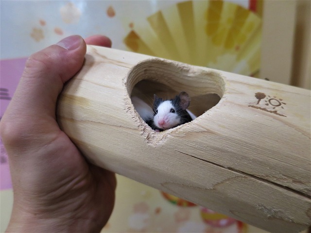 いしかわ動物園 公式 A Twitteren 今日 3月2日 はミニの日だそうです 当園のミニチュアといえば 動物学習センターのパンダマウス 今年は子 年だからチュ 目 もく してね パンダマウス ハツカネズミ ミニの日 木をかじったらハート型 いしかわ いしかわ動物園 公式 A Twitteren 今日 3月2日 はミニの日だそうです 当園のミニチュアといえば 動物学習センターのパンダマウス 今年は子 年だからチュ 目 もく してね パンダマウス ハツカネズミ ミニの日 木をかじったらハート型 いしかわ