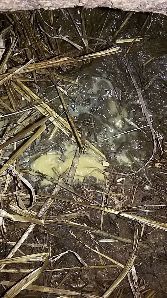 Have this scours that we can’t seem to find a treatment from,, just wondering what other people have used in the past,, hits at the 7-10 days after birth