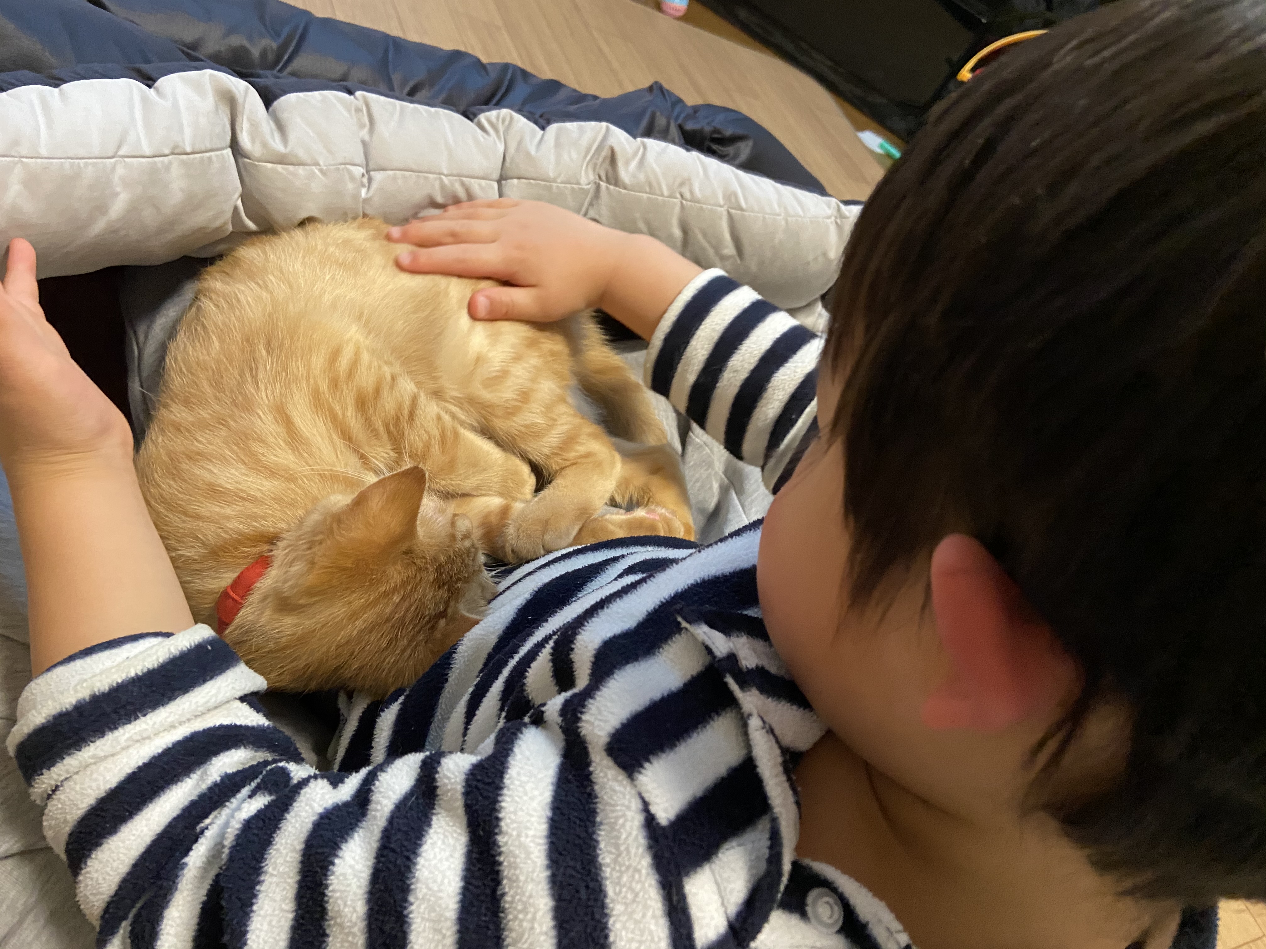 猫びより على تويتر 息子の膝の上にやってきて寛ぐミイ いつの間に猫さまに信用される男に育ってたのやら ちなみに息子は私の膝の上 重くてお尻が痛かったです ミイ 子どもと猫 猫びより 編集実 T Co Ejbyzbuivi تويتر