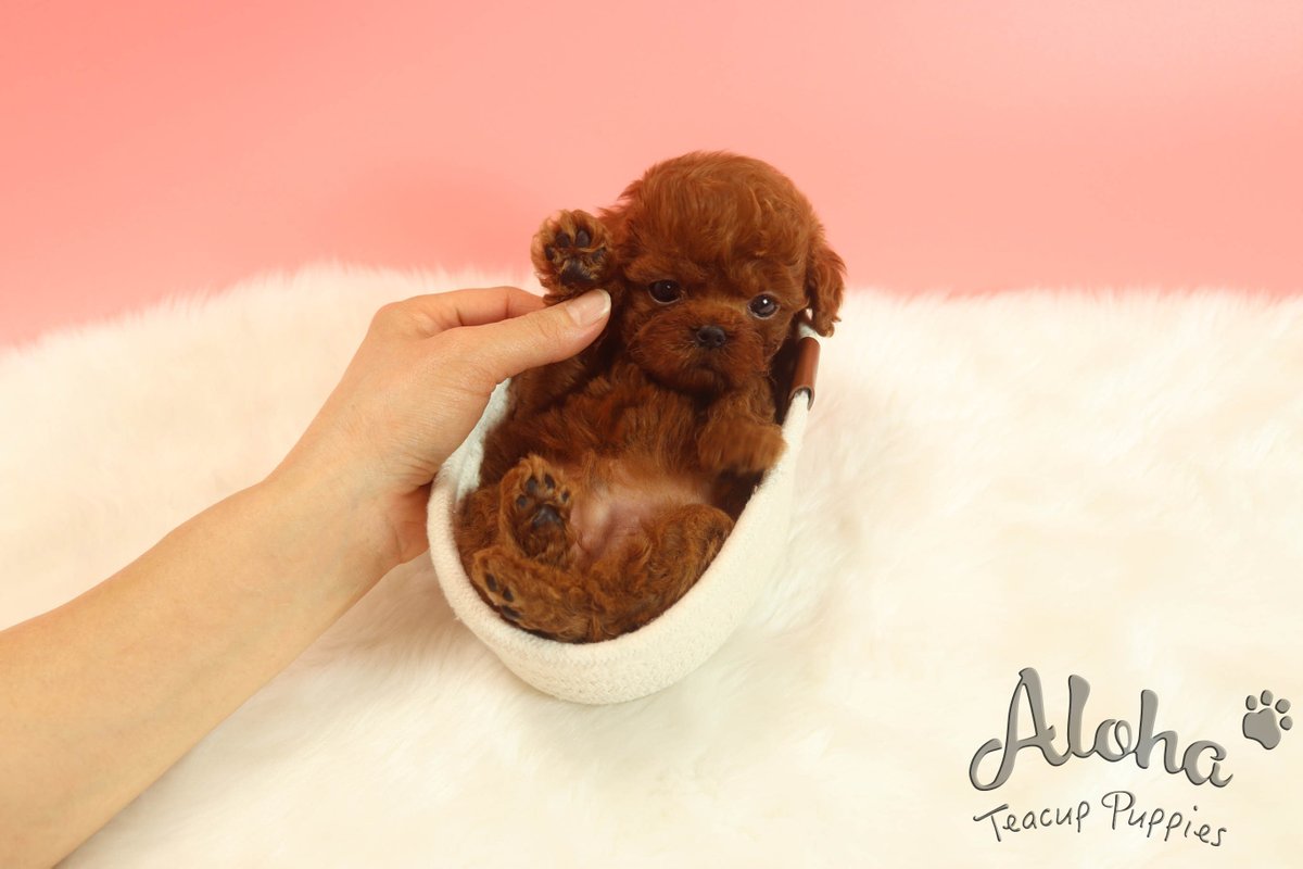 micro red poodle
