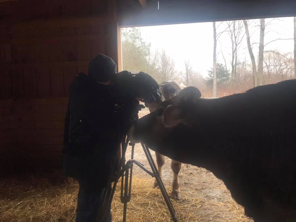 albertsupercow's tweet photo. Look, my mom and all of us were featured on a news station! This is awesome!! https://t.co/1XXfQ1va7V #ashasanctuary #albertthesupercow #WGRZ #buffalo @wgrztv https://t.co/0ym6nrwnFX