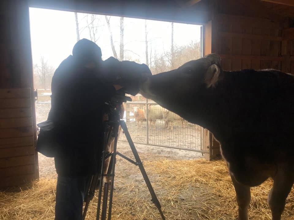 albertsupercow's tweet photo. Look, my mom and all of us were featured on a news station! This is awesome!! https://t.co/1XXfQ1va7V #ashasanctuary #albertthesupercow #WGRZ #buffalo @wgrztv https://t.co/0ym6nrwnFX