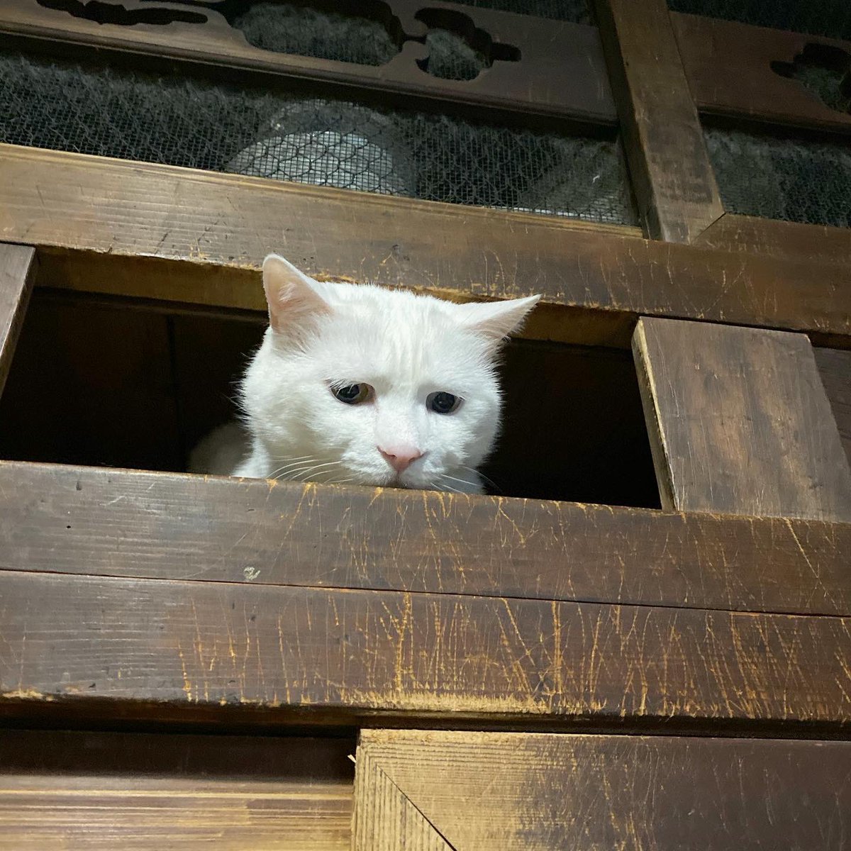 猫ってこんなに顔変えられるものなの ウチの子だけなの ひぐち にちほのイラスト 猫ってこんなに顔変えられるものなの ウチの子だけなの ひぐち にちほのイラスト