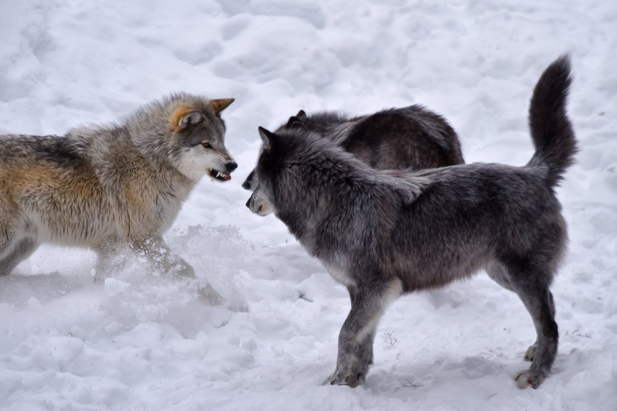 NikkiMDeHaan's tweet image. Do I have something in my teeth? @CanGeo @NikonCanada #parcomega #quebec #sharecangeo #wolf #wildlifephotography #wildlifephotography