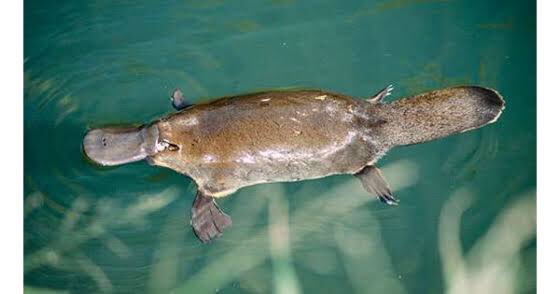 カモノハシのtwitterイラスト検索結果