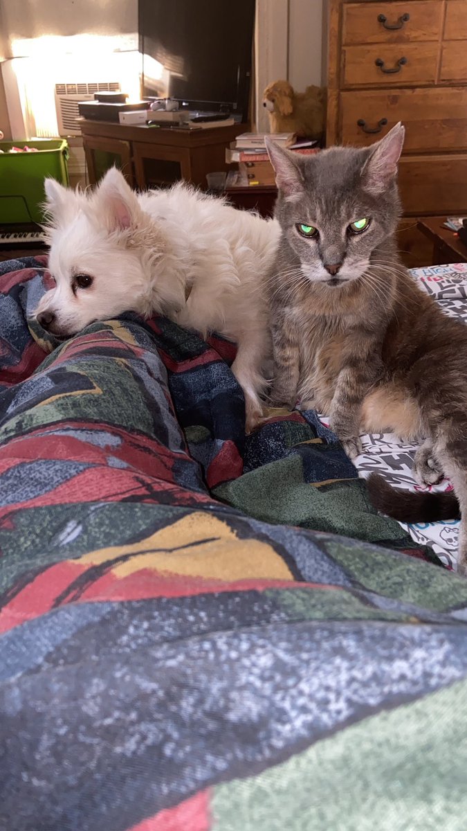 FNAF4EVR's tweet photo. @BluesDank My dog and my evil afcat😂 https://t.co/xVjpf90MSS