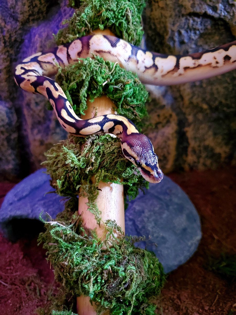 JBlevins_23's tweet photo. Iris 🐍 #snake #python #ballpython https://t.co/UAMKWDMIuV