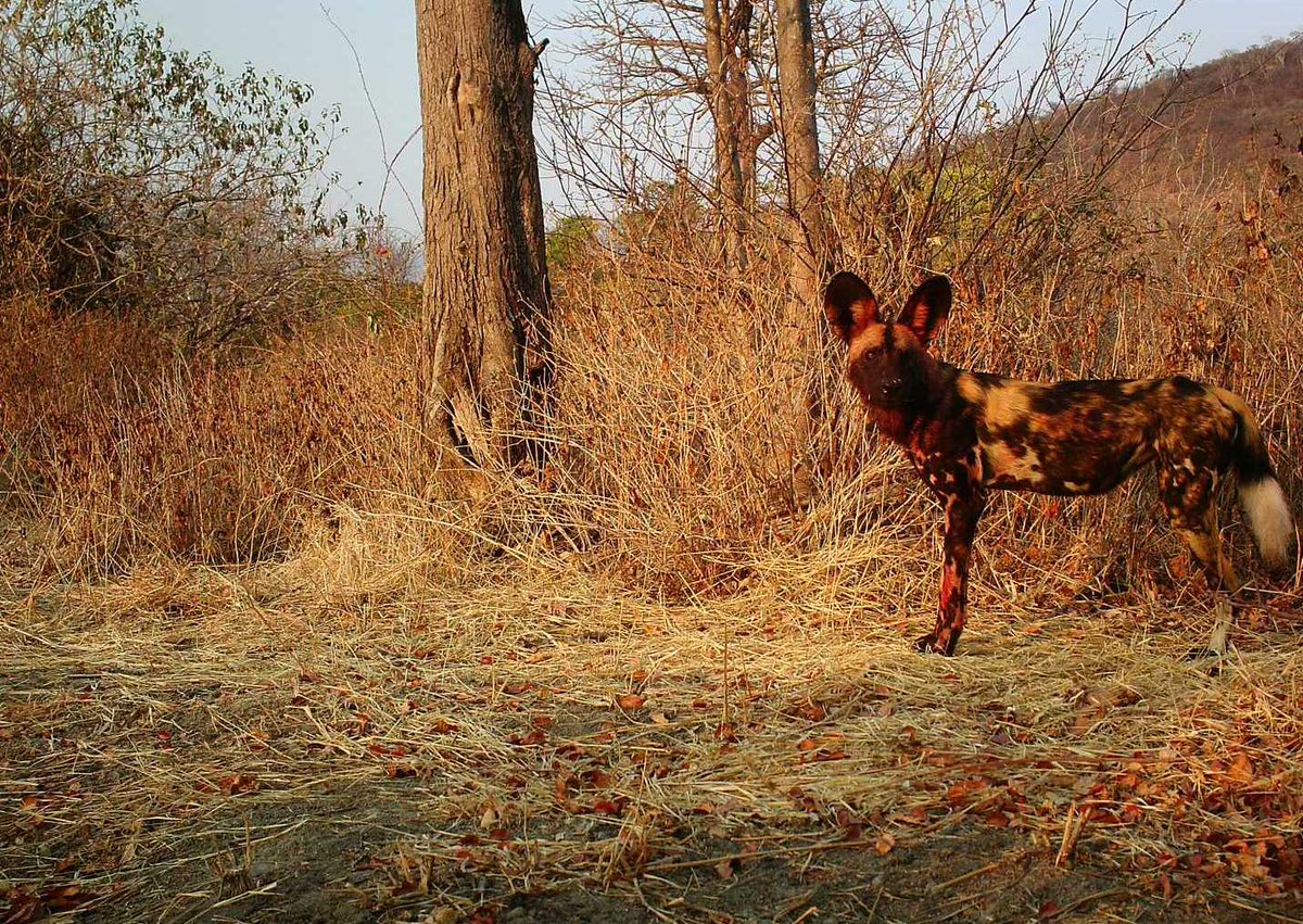 SnapshotSafari's tweet photo. We are on our day three of our five-day countdown to World Wildlife Day! Today we're featuring African wild dogs. Wild dogs are listed as endangered on the IUCN Red List, and it is estimated that only around 6,600 wild dogs remain in the wild.

📷 svante, Snapshot Ruaha https://t.co/uGGPZBYfkT