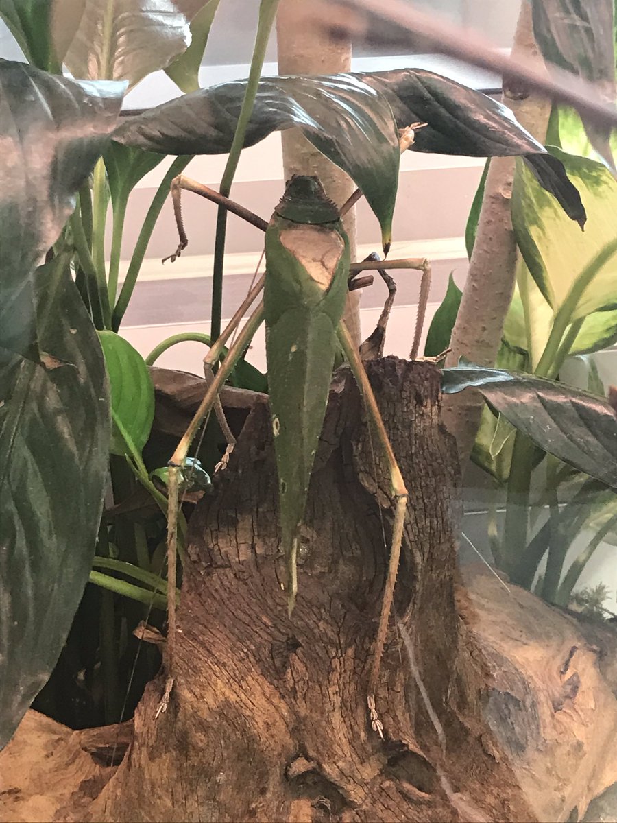 OntarioAngela's tweet photo. DYK that @entomica is now located at the @BushplaneCentre and admission fee gets you access to both great family attractions. So go say hello to Rosie the Tarantula, she is friendly I promise! @SaultTourism @SsmFuture #insects  #science #DiscoverON https://t.co/YpTJgzF2Z9