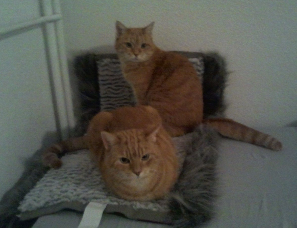 two_red_cats's tweet photo. 🐱🐱
..... der #AlteSack @kopfchaos streamt sich #KitchenImpossible und futtert salzstangen - wo bleiben die #nomnom für uns.....???
🐱🐱 https://t.co/G24b55fEvj