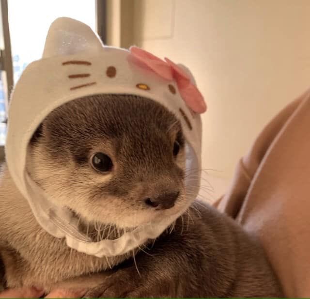 .     OG             Otter Wearing   Anunoby          A Hat: Vol IV