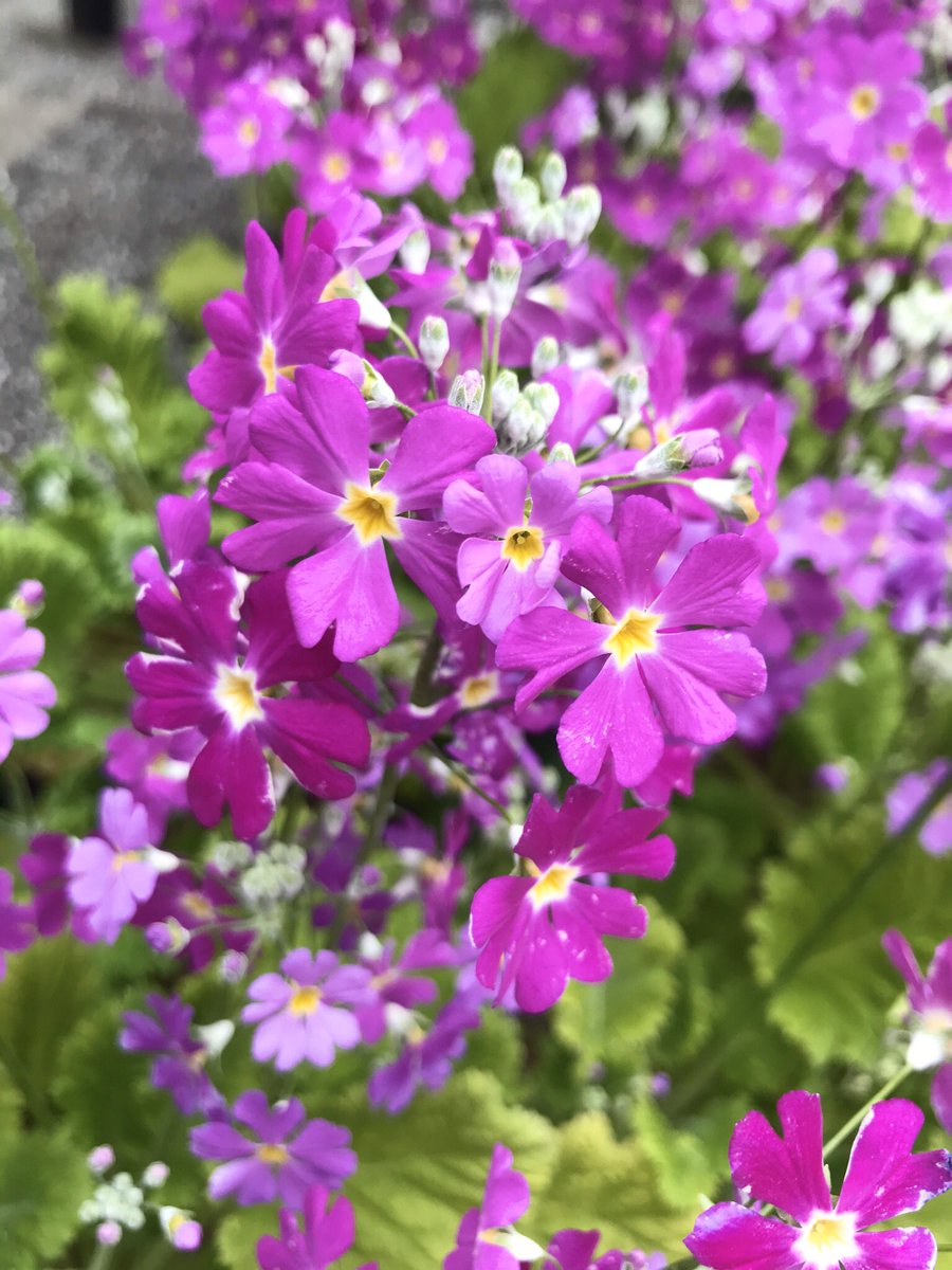 毎日不安になるようなニュースばかりで彩りに欠けるので、お花を見てリラックス☺️ 