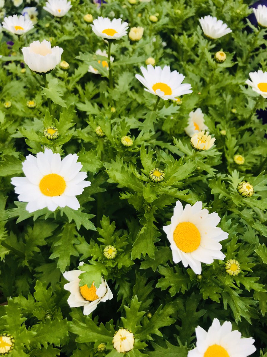 毎日不安になるようなニュースばかりで彩りに欠けるので、お花を見てリラックス☺️ 