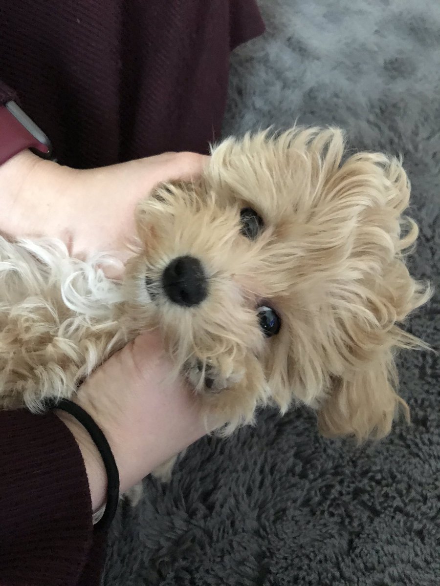 Kishy マルプー こんばんは🌙 ハートフルペット麻布十番店です