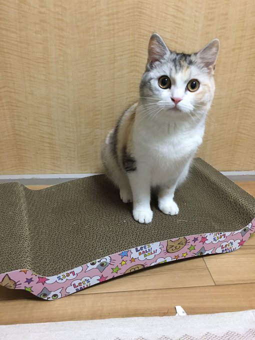 飼い主が自分の爪研ぎで爪を研ぎ始めたので慌てて奪い返した時の顔 