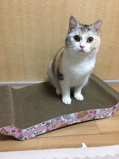 飼い主が自分の爪研ぎで爪を研ぎ始めたので慌てて奪い返した時の顔 