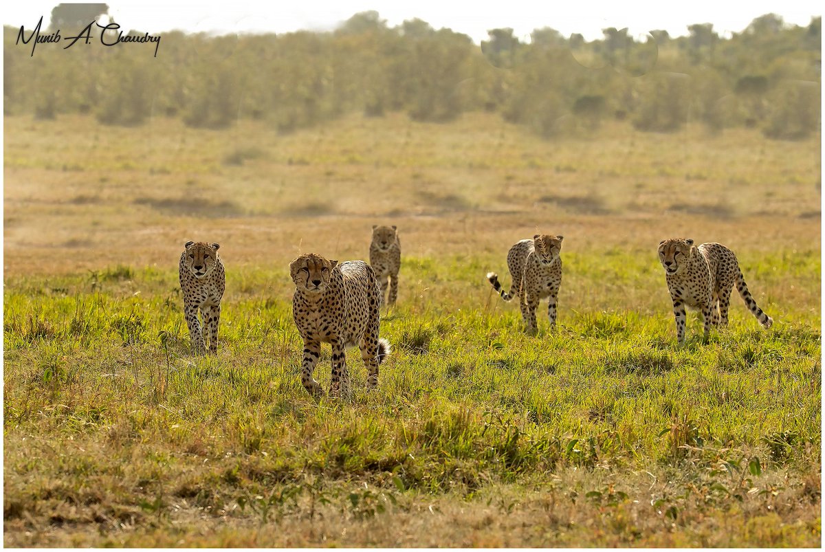 The Five Musketeers is a new coalition of 5 cheetahs who have taken the Maasai Mara by storm. They are not all siblings as 2 are brothers from 1 mother & the other 3 are siblings from another & they all joined together to form the ultimate coalition. They hunt Together as a team