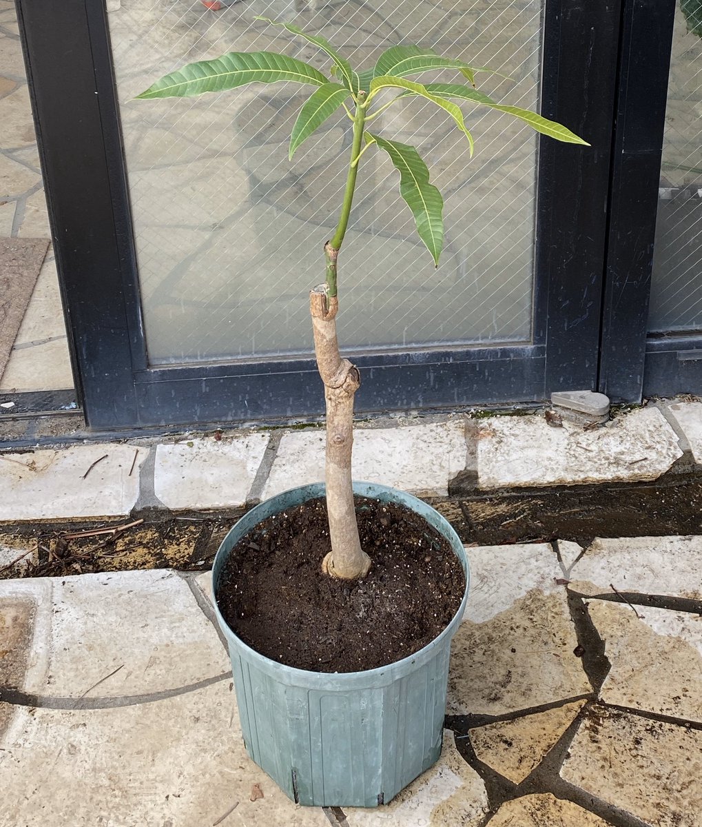 果樹栽培が大好き マンゴーを植え替えしました 9号位のポリポットに植えてあったものを10号スリット鉢へ 主幹の中頃で強剪定もしました 暖かくなるまでは室内で管理します