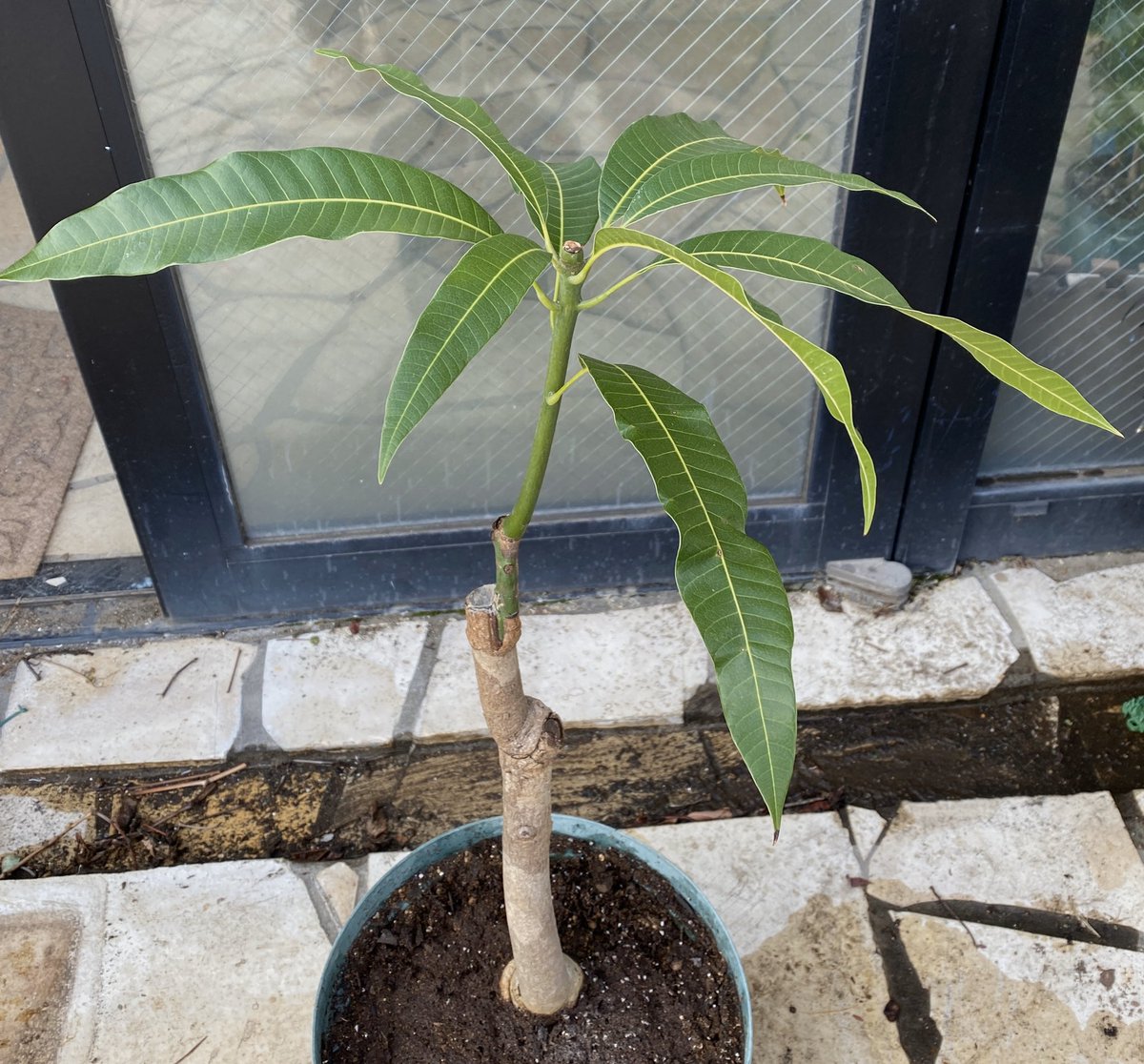 果樹栽培が大好き マンゴーを植え替えしました 9号位のポリポットに植えてあったものを10号スリット鉢へ 主幹の中頃で強剪定もしました 暖かくなるまでは室内で管理します