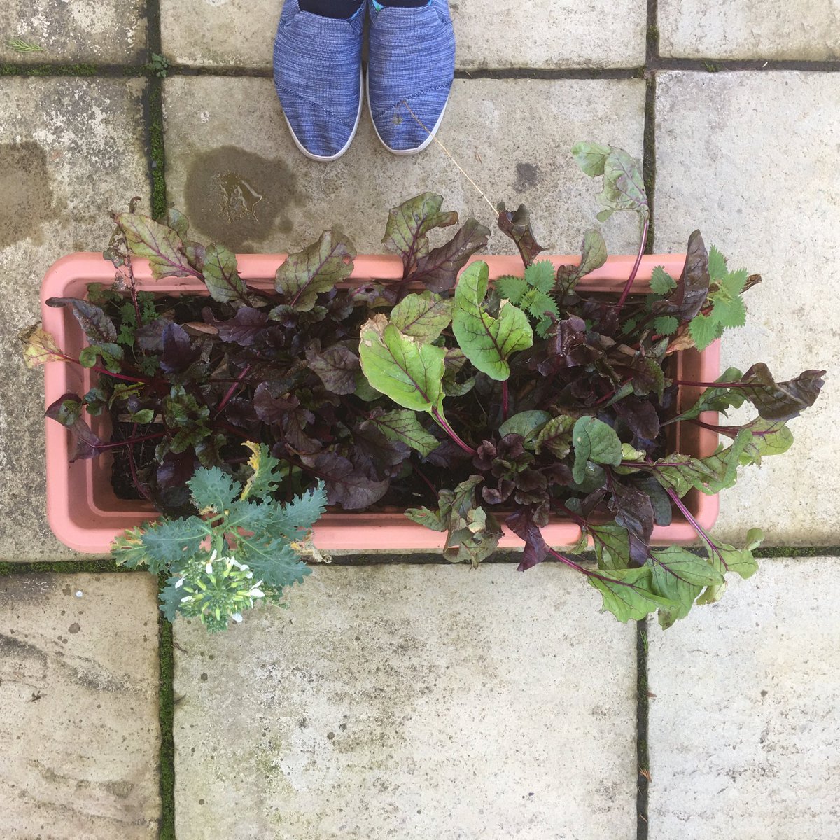 ForestHarvest's tweet photo. #salad on the #patio #beetroots are great for #roasting #pickles #chutneys and best #greensalad ever https://t.co/2vtKFSRhxE
