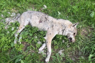 u10429494's tweet photo. A wild wolf beloved by wolf watchers and biologists who visit Yellowstone National Park has been shot dead by a hunter.

The 7-year-old female wolf had wandered just outside Yellowstone last weekend and was legally killed by a trophy hunter. https://t.co/jIfbAYCaRd