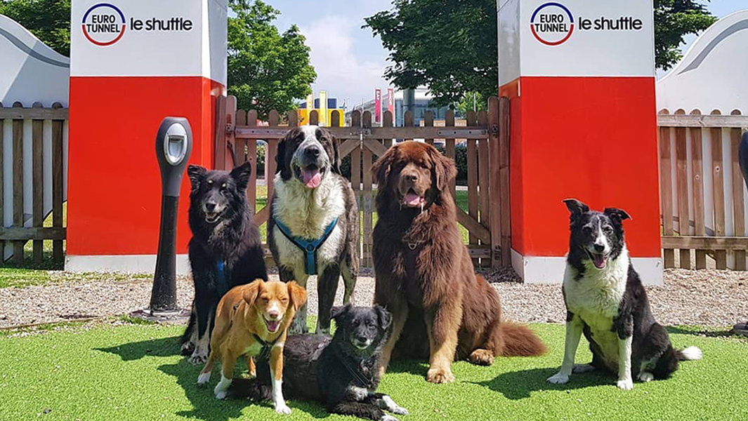 How Much Is It To Take A Dog On The Eurotunnel