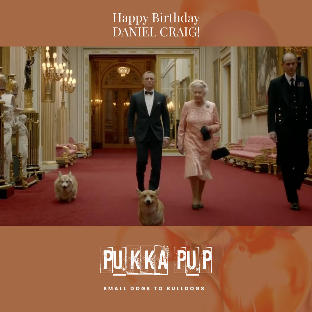 Pukka Pup (@pukkapup) / Posts / X