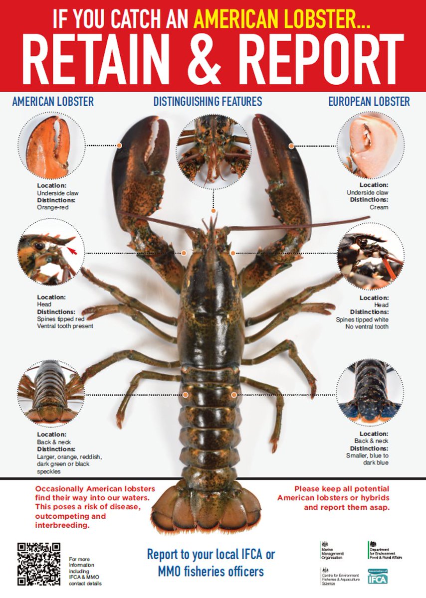 Do you know your native lobsters from non-native American lobsters? Cefas is asking fishers to retain and report American lobsters they catch to the <a href="/The_MMO/">Marine Management Organisation</a> or IFCAs so <a href="/DefraGovUK/">Defra UK</a> can measure their impacts to inform biosecurity policy.
Find out more here ow.ly/Y6eh50yxdKV