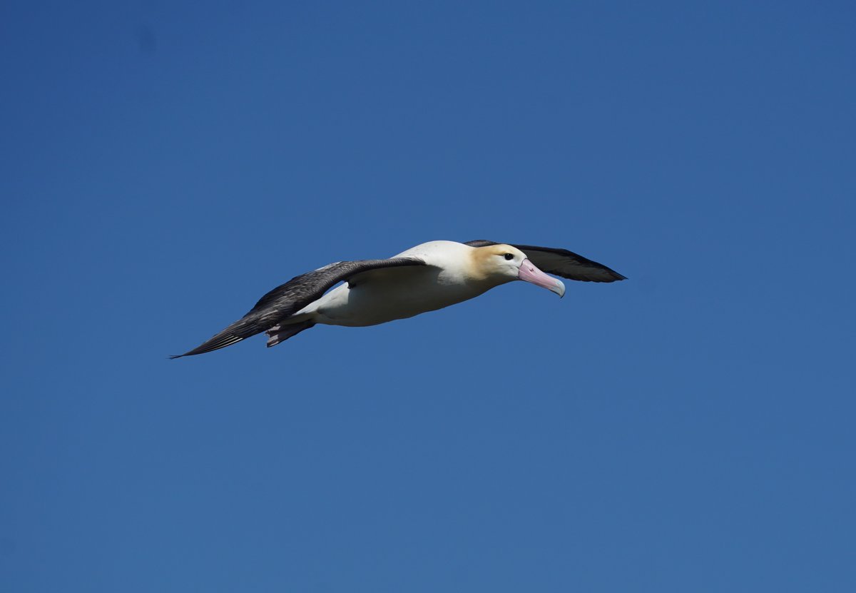 アホウドリ Twitter Search